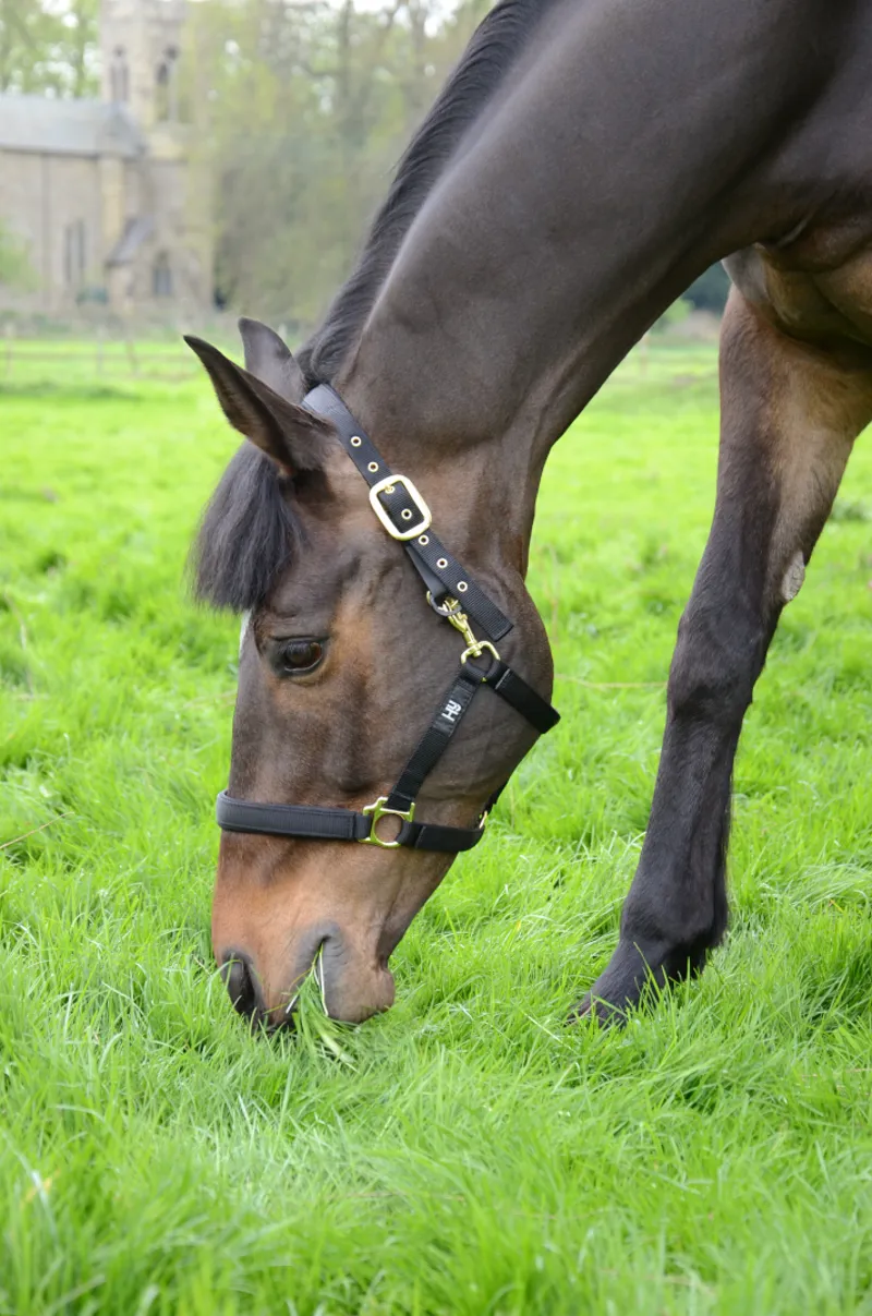Hy Fieldsafe Headcollar Black